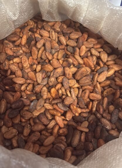 Cacao en Grano- 1lb